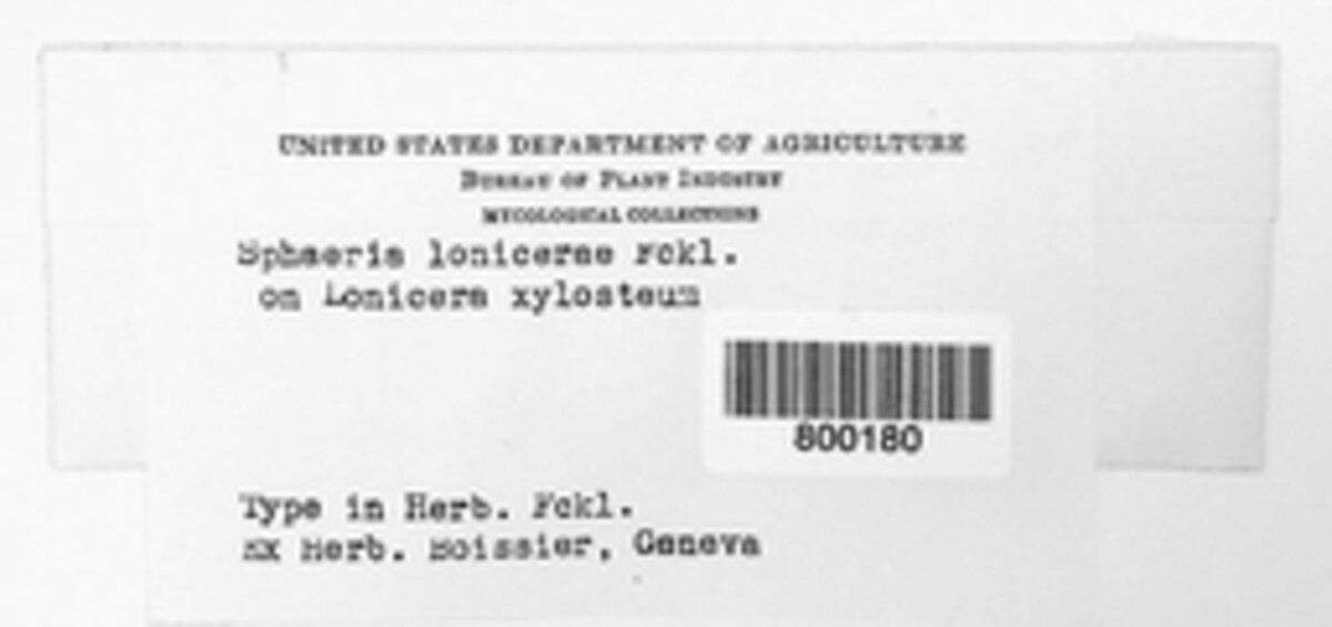 Venturia lonicerae image